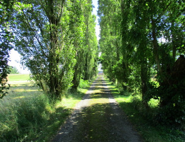 Allée menant à la Crochardière