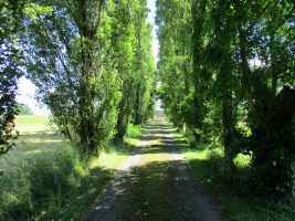 Allée menant à la Crochardière